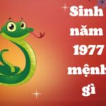 sinh-nam-1977-tuoi-gi