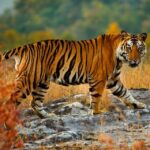 sinh-nam-2022-tuoi-gi