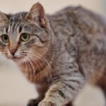 an-thit-meo-co-xui-khong