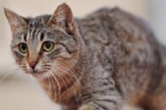 an-thit-meo-co-xui-khong