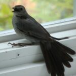 chim-bay-vao-nha-la-diem-bao-gi