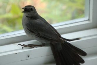 chim-bay-vao-nha-la-diem-bao-gi