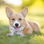 cho-vao-nha-la-diem-gi