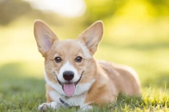 cho-vao-nha-la-diem-gi