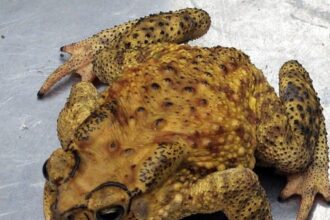 coc-vao-nha-la-diem-gi