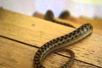 ran-bo-vao-nha-la-diem-gi